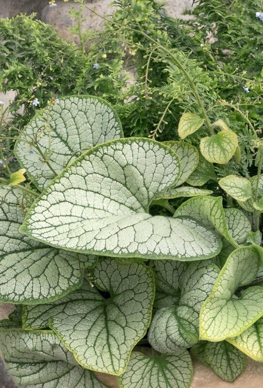 Brunnera Silver Heart 1 gal