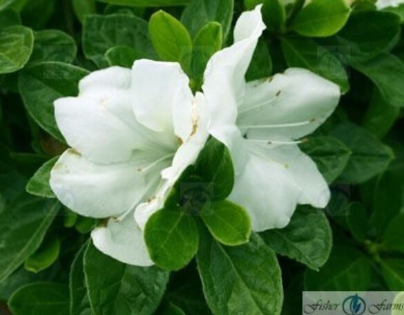 Azalea Encore A.Angel 3 gal