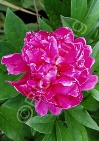 Peony Felix Crousse