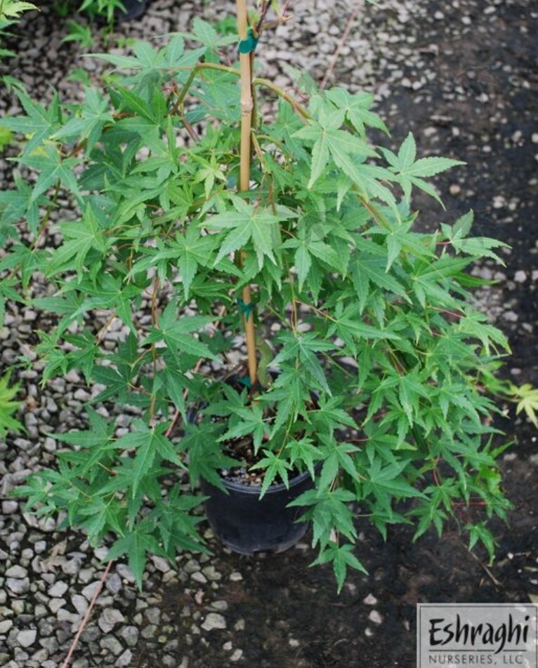 Japanese Maple Ryusen 1 gal
