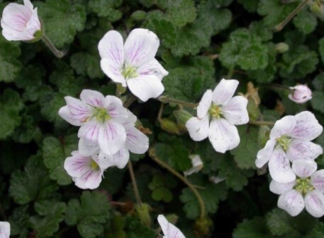 Erodium Album 4&quot;