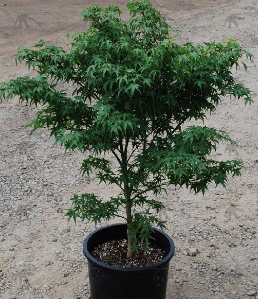 Japanese Maple Sharp Pygmy 10 gal