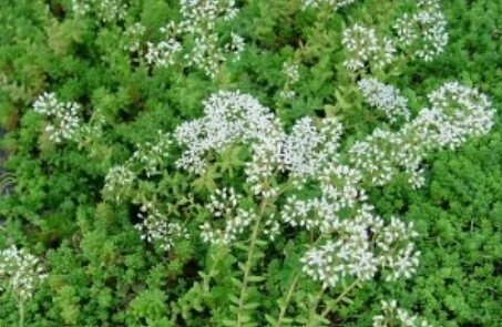 Sedum &#39;Baby Tears&#39; 4&quot;