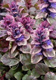 Ajuga BurgundyGlow 4&quot;