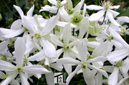 Clematis Armandii Snowdrift 5 gal