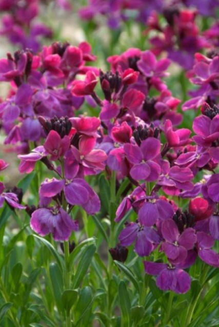 Erysimum Bicolor Purple QT