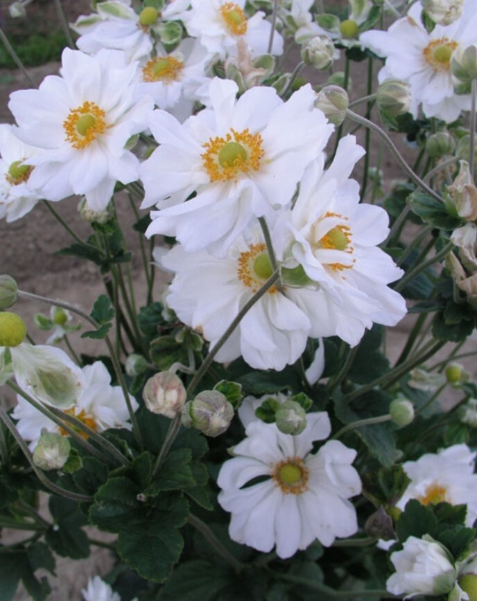 Anemone Whirlwind 1 gal