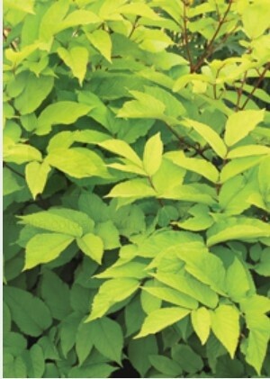 Aralia Sun King 1 gal