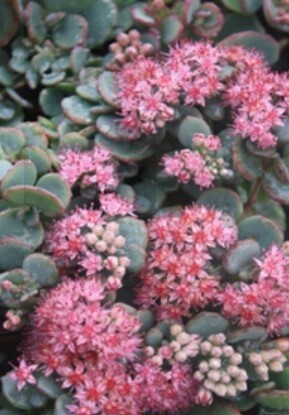 Sedum October Daphne 4"