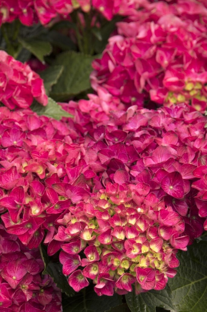 Hydrangea Cape Hatteras 2 gal