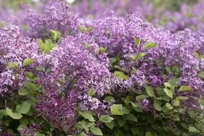 Lilac Bloomerange Purple #2