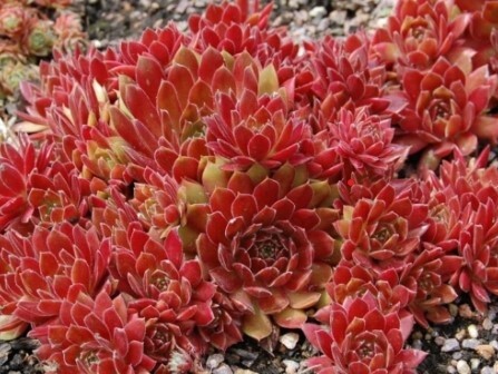 Sempervivum Royal Ruby 4&quot;