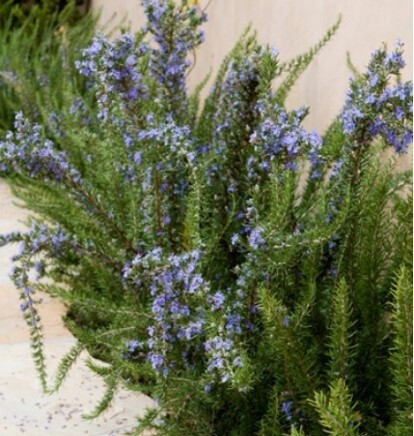 Rosemary Barbeque 4&quot;