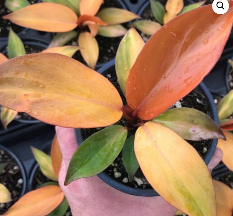 Philodendron ‘McColley’s Finale’ QT