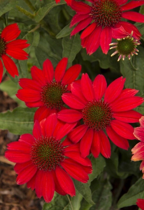 Echinacea Salsa Red 1 gal