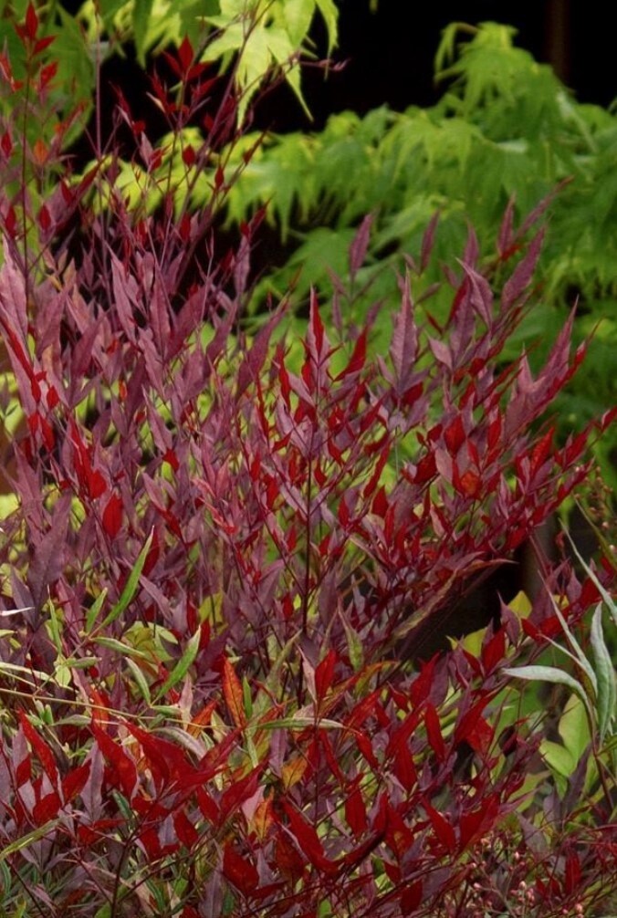 Nandina Plum Passion 5 gal