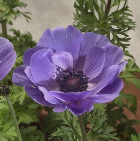 Anemone Harmony Blue 1 gal