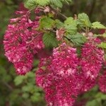 Flw Currant Kind Ed VII 3 gal