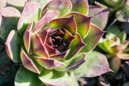 Sempervivum Carmen 4&quot;