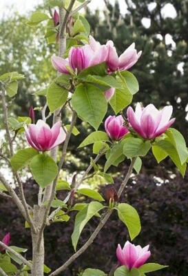Magnolia Rose Marie 5 gal