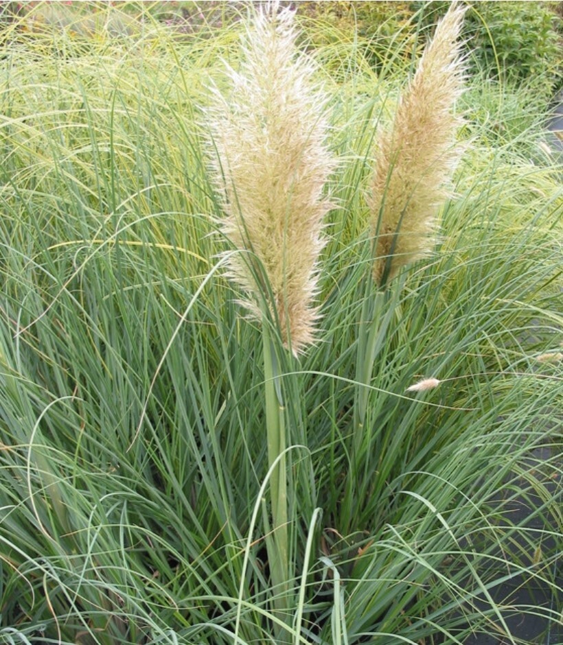 Pampas Grass Pumila 1 gal
