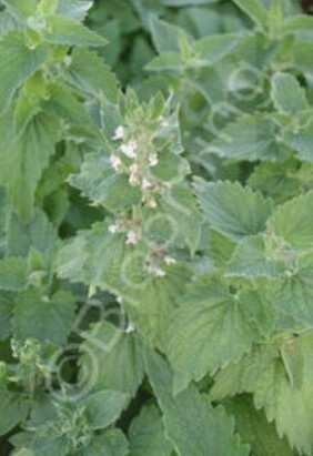 Catnip 4&quot;