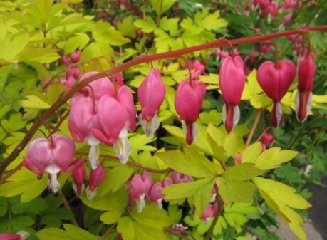 Bleeding Heart Gold 1 gal