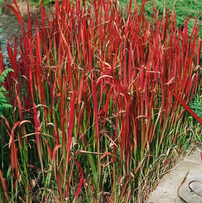 Blood Grass 1 gal