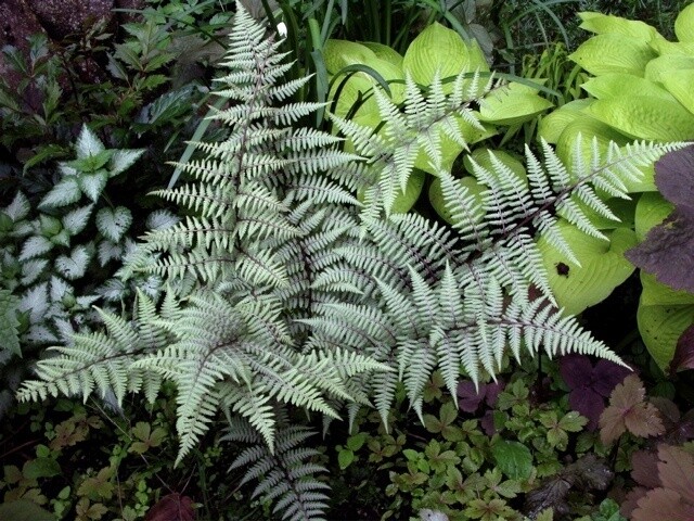 Ghost Fern 4&quot;