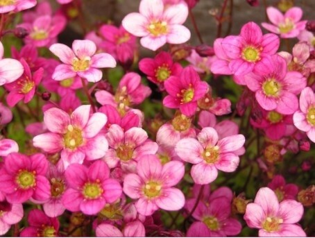 Saxifraga Touran Pink 4"