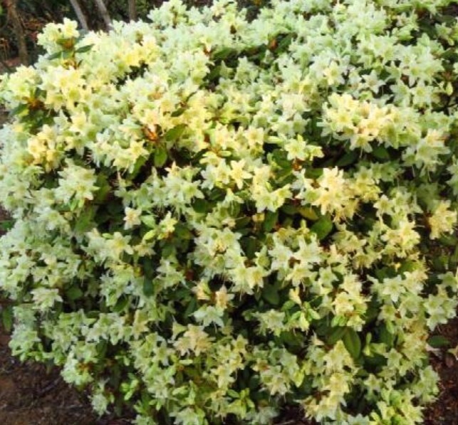 Rhody Patty Bee 2 gal