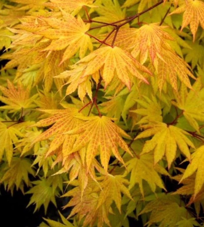 Japanese Maple Gold Full Moon  5 gal