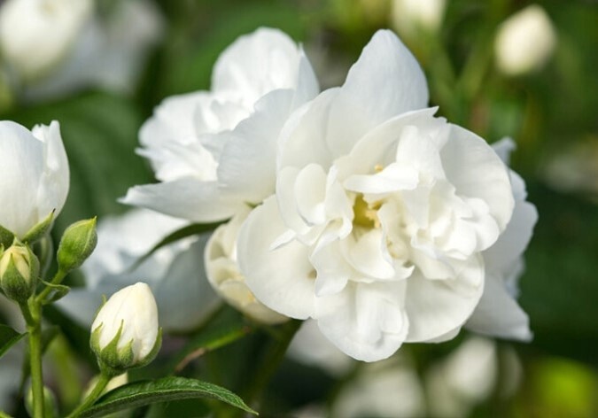 Mock Orange Snow White #3 T