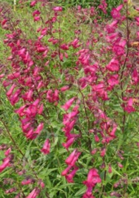 Penstemon Garnet 4"