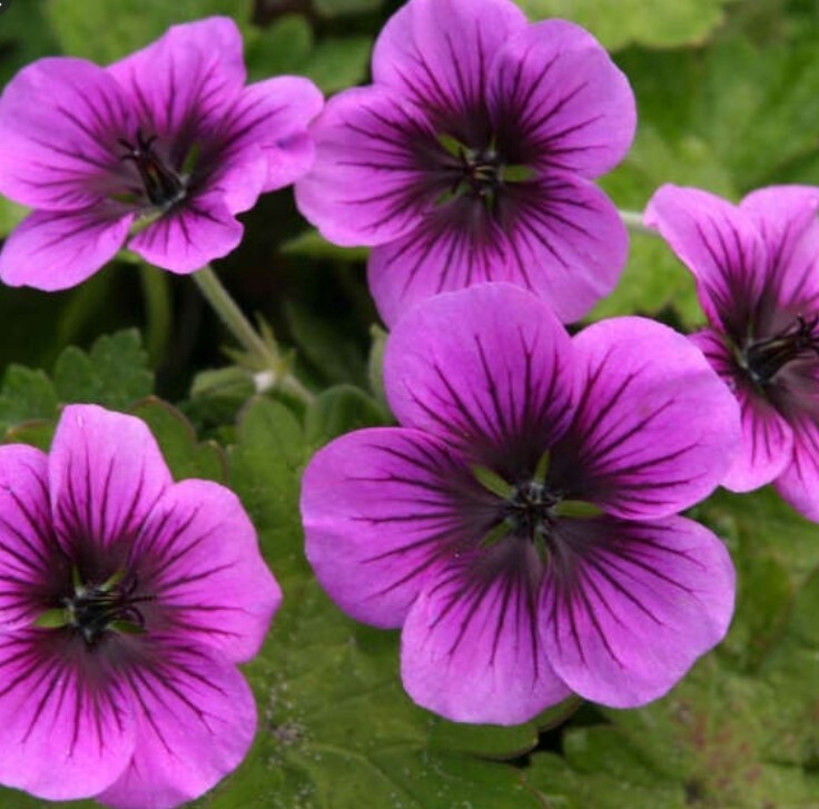 Geranium Perfect Storm 1 gal