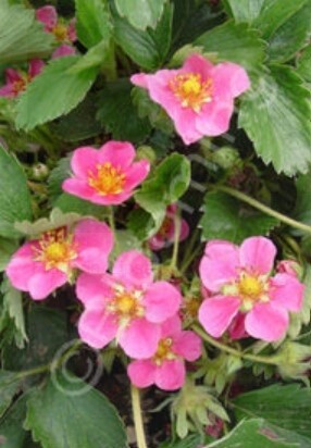 Fragaria lipstick 4"