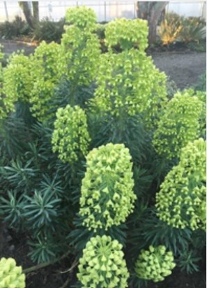 Euphorbia Wulfenii 1 gal