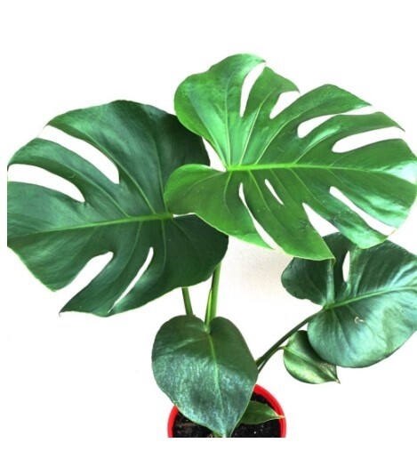 Monstera Deliciosa 1 gal