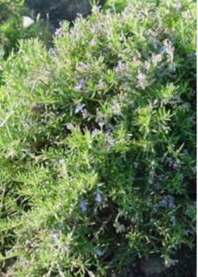 Rosemary Irene ORG 4.5"