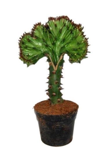 Euphorbia Crista 4"