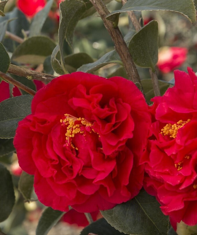 Camellia Kraemer Supreme 5 gal