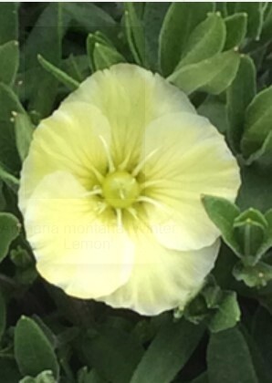Arenaria Winter Lemon 4&quot;