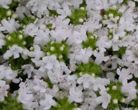 Thmye Creeping White 4&quot;