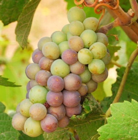 Grape Pinot Gris 1 gal