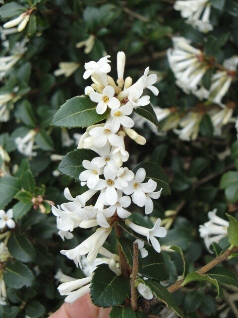 Osmanthus Delavayi 'Sweet Olive' 5 gal