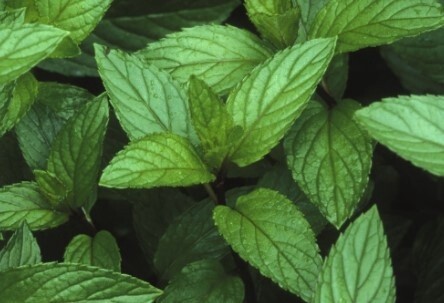 Mint Peppermint 4&quot;