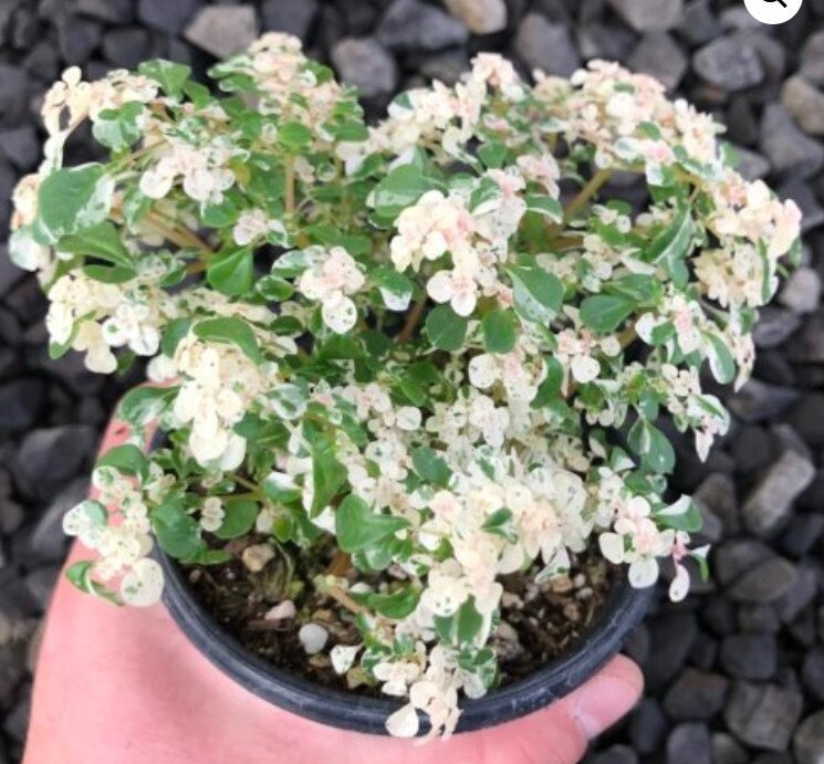 Pilea  ‘Variegata’ – Tricolor QT
