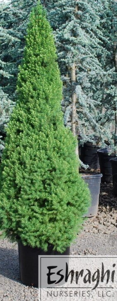 Dwf Alberta Spruce 10 gal
