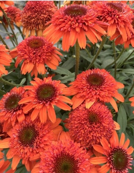Echinacea Moab Sunset QT