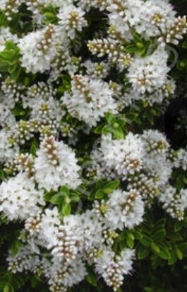 Hebe Buxifolia 1 gal